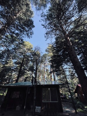 Large pine trees in the front yard