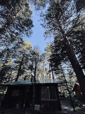 Large pine trees in the front yard