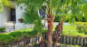 Front yard view from street