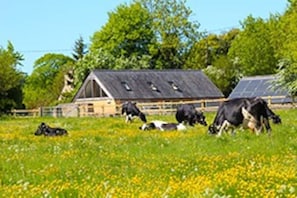 Happy cows!
