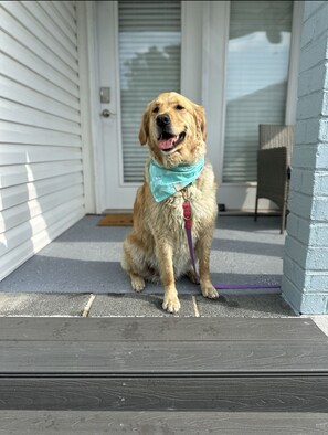 Bring your furbaby to the beach