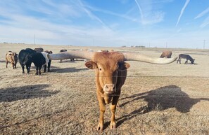 Big Tex is on the ranch in the back! He will let you pet him! Registered 