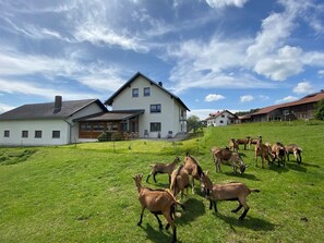 Holiday Home Exterior [summer]