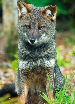 This home adopted an endangered Darwin’s Fox; Travel with Purpose as our Guest!