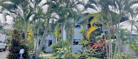 Hidden Tropical garden