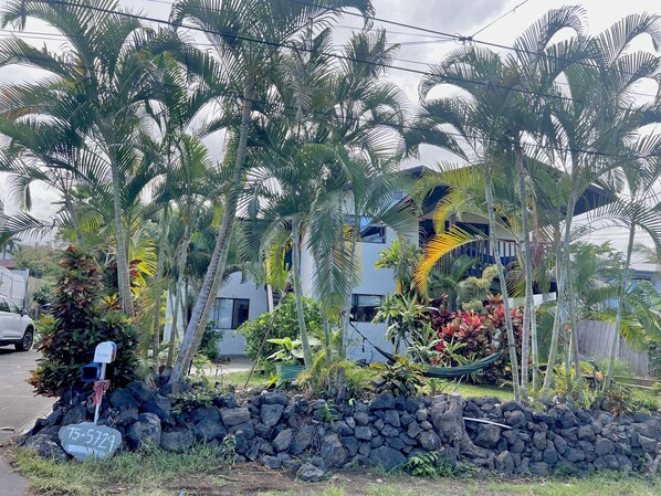 Hidden Tropical garden