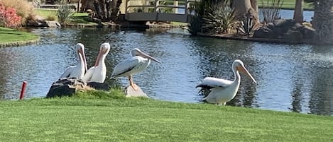 Pelicans often visit the lake in front of patio