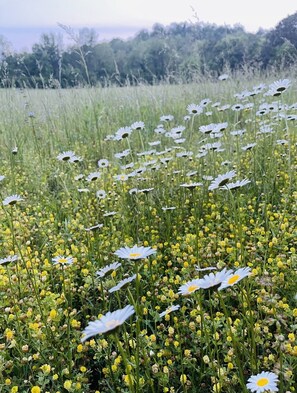 Boendeområde