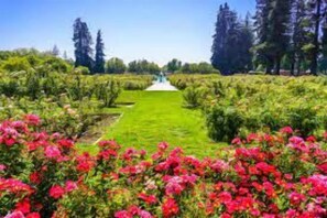 Municipal Rose Garden