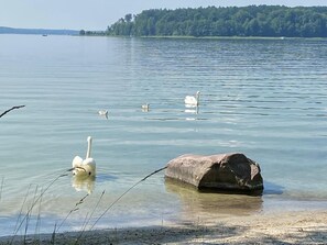 Seeschwalbe  am Strand 