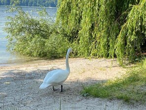 Seeschwalbe  am Strand 