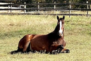 Welcome to Hidden Meadows Ranch!