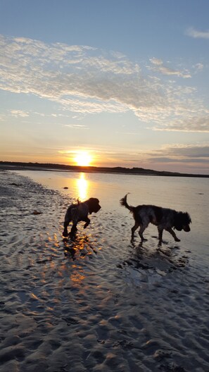 Take your four-legged friends down to one of the many beaches in the area