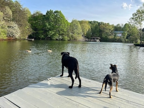 Dogs are always welcome!