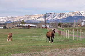 Horses and views