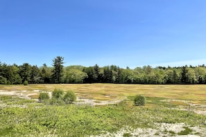 Blueberry barren in early Spring