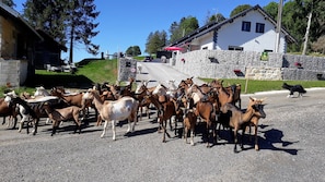 Direction l'alpage pour les chèvres du Bayard.