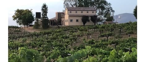 5 acre vineyard.