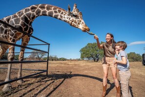 Stop by to feed our friendly giraffes!