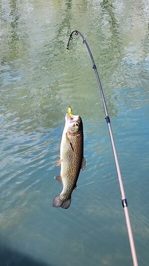 Rainbow Trout