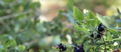 Pick wild Blueberries
