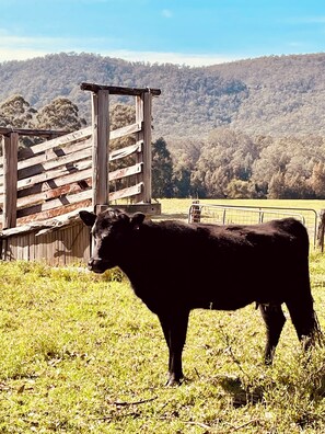 Get up close with one of our Angus Cows.