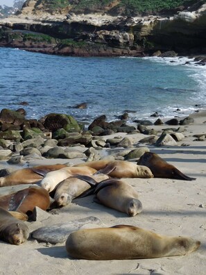 La Jolla COVE seals