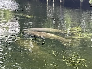 Manatees off the dock 