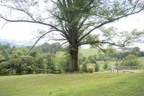 Tree on Lawn Looking East