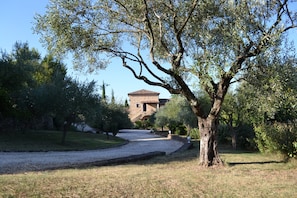 Allée des oliviers par l'entrée sud.