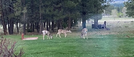 View from the Dining Room