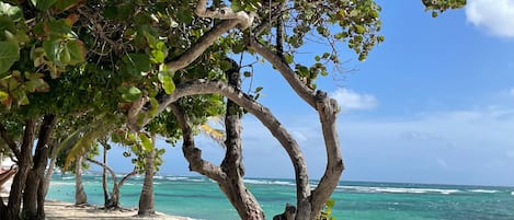 plage des raisins clairs