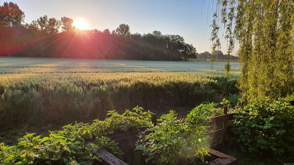 Blick vom Garten ins Feld