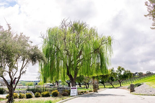 Welcome to Santellan Vineyards