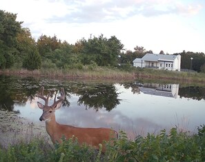 Caught on camera used for documenting wildlife. 