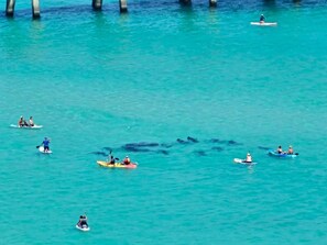 Paddle Boards with Manatees (1)