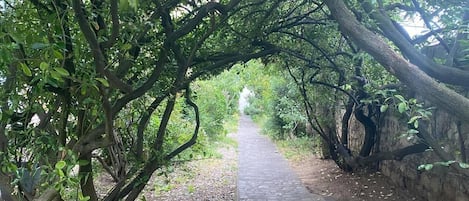 Allée verdoyante vous vous sentirez comme a la campagne en plein centre ville
