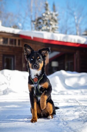 Petfriendly ($)
