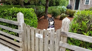 Fenced-in private yard