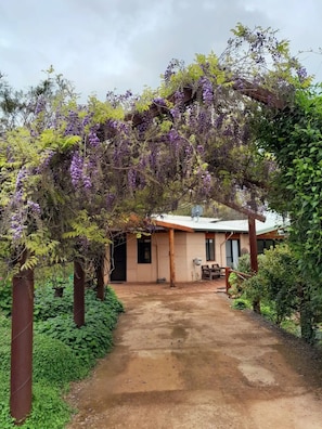 Wisteria covered entrance