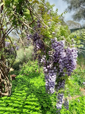 Glorious Wisteria in the spring