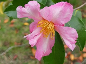 Fleur de camélia