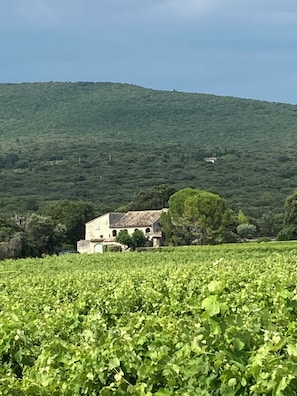 environnement de vignes, lavandes et truffières