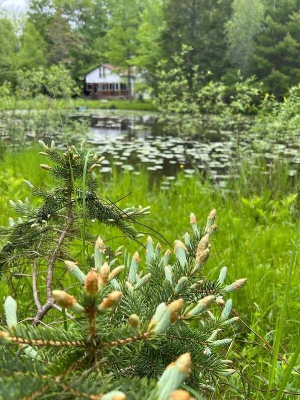 Overnatningsstedets område