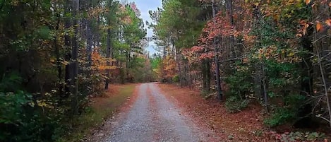 Welcome to Southern Style Farms 