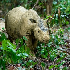 This home adopted an endangered Sumatran Rhino; Travel w/ Purpose as our Guest!