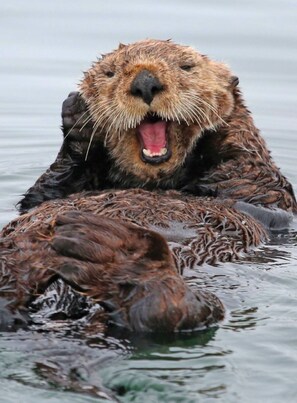 This home adopted an endangered Sea Otter; Travel with Purpose as our Guest!