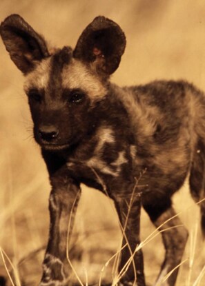This home adopted an African Wild Dog Pup - Travel with Purpose as our Guest!