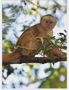 This home adopted a Capuchin Monkey - Travel with Purpose when you stay with us!