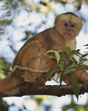 This home adopted a Capuchin Monkey - Travel with Purpose when you stay with us!